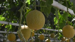 Suruç’ta kurulması planlanan 28 seradan 8’i tamamlandı