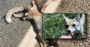 Şanlıurfa’da “Çilo” trafik kazasında telef oldu!