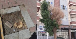 Karaköprü’de yürekleri sızlatan manzara: Ağaçlar kuruyor!