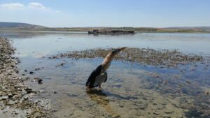 Şanlıurfa’da Nesli tükenmek üzere olan kuş bir günde 2 defa görüldü