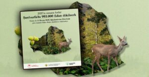 Urfa’da 993 bin fidan toprakla buluşacak