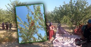 Urfa’nın badem deposunda hasat heyecanı