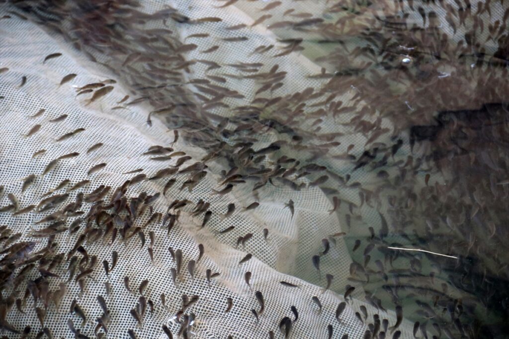 Şanlıurfa’da üretilen 17 milyon yavru balık, 16 kentteki su kaynaklarına bırakılacak