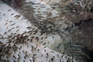 Şanlıurfa’da üretilen 17 milyon yavru balık, 16 kentteki su kaynaklarına bırakılacak