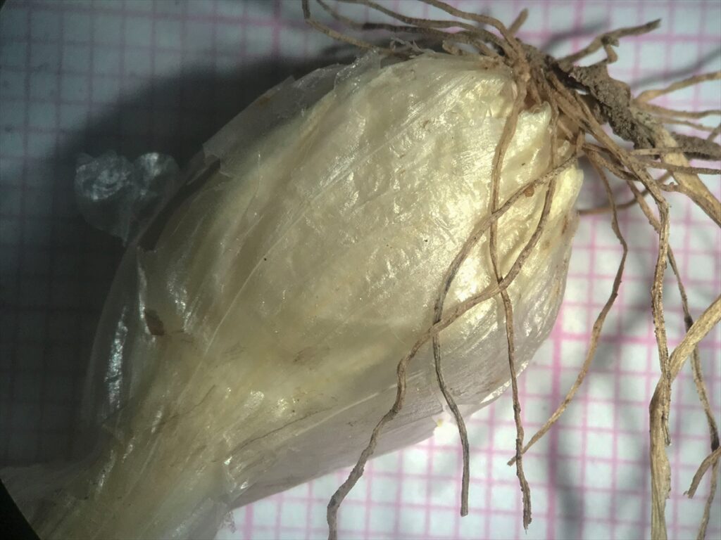 Harran Üniversitesi yeni bir yabani soğan türü bulundu