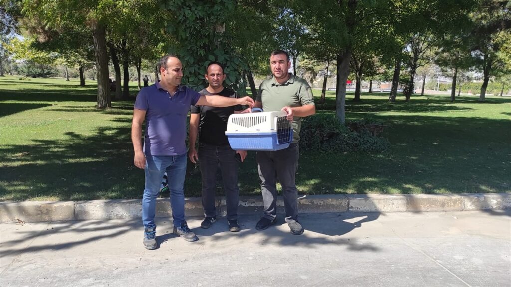 Şanlıurfa’da tedavisi tamamlanan balaban kuşu doğaya bırakıldı