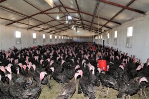 Şanlıurfa’da hobi olarak başladığı hindi yetiştiriciliğinde ilerleyen genç girişimci taleplere yetişemiyor