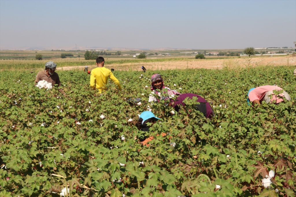 Şanlıurfa’da “beyaz altın” hasadı başladı