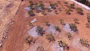 Şanlıurfa’da Yağmur suyu depolanarak yapılan sulamayla fıstık ağaçlarının verimi 3-4 kat arttı