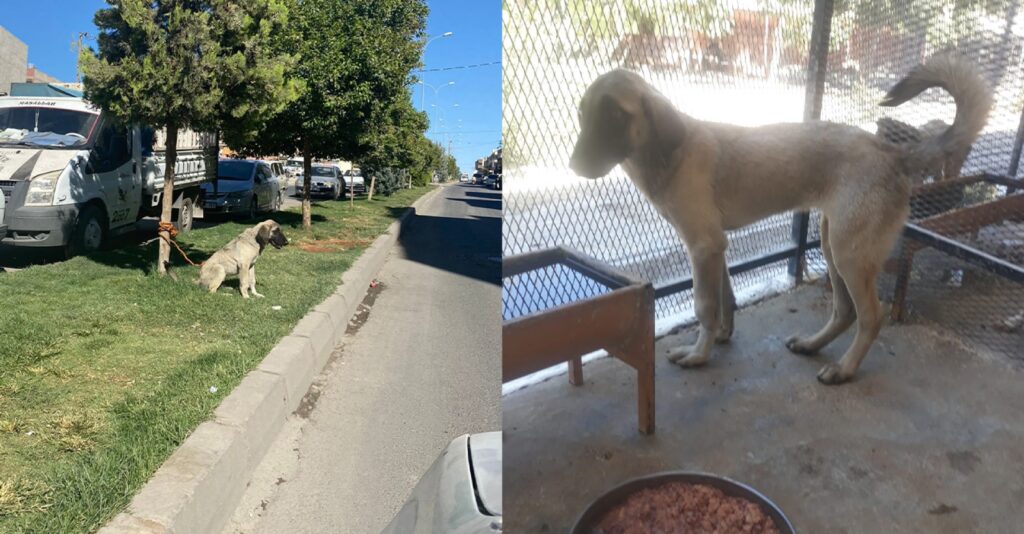 Şanlıurfa’da Ağaca bağlanan köpeğe Büyükşehirden yardım eli
