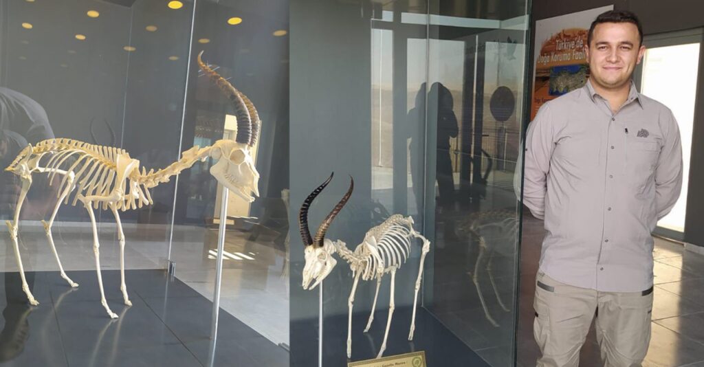 Şanlıurfa’da Ölü bulunan ceylanın iskeleti ziyarete açıldı