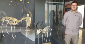 Şanlıurfa’da Ölü bulunan ceylanın iskeleti ziyarete açıldı