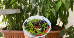 Şanlıurfa’da Saksıda yetiştirilen isotlar beğeni topladı