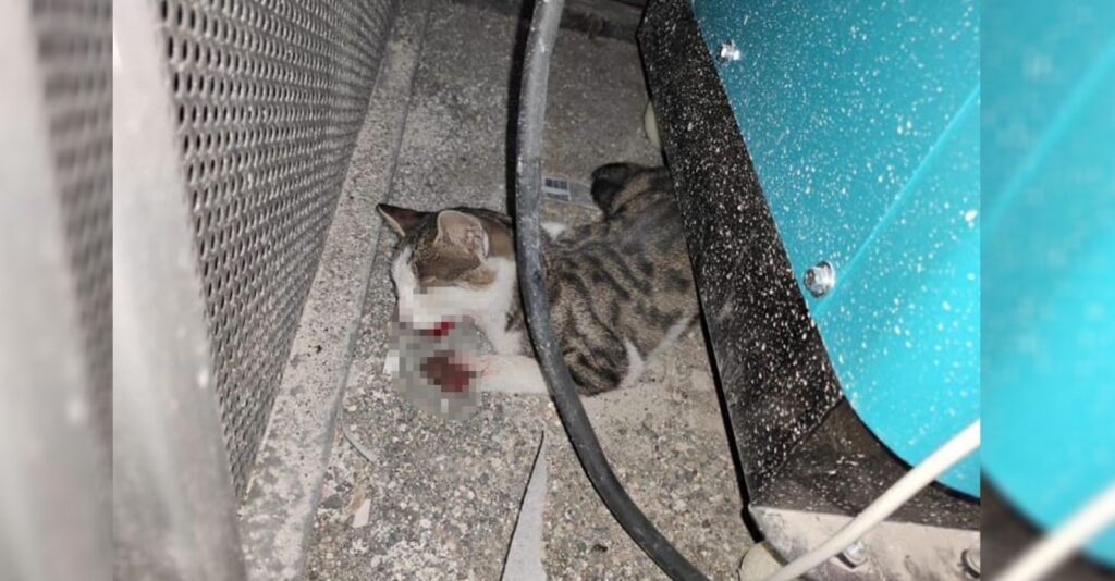 Şanlıurfa’da kediyi işkence ile öldürdüler