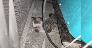 Şanlıurfa’da kediyi işkence ile öldürdüler