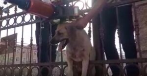 Şanlıurfa’da köpek kurtarma operasyonu