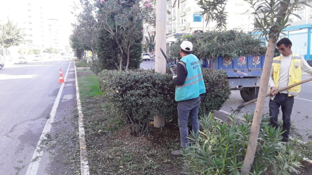 Şanlıurfa’da Trafikte tehlike saçan ağaçlar budandı