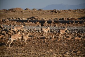 Şanlıurfa’dan götürülen 40 ceylan Şırnak’ta doğaya bırakıldı