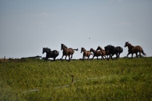 Şanlıurfa’da Hobi olarak başladığı at yetiştiriciliğinde şampiyon adayı tayları hipodroma hazırlıyor