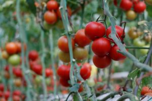 Türkiye’den 9 ayda 264 milyon 771 bin dolarlık domates ihracatı