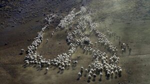 Şanlıurfalı Göçerlerin günler sürecek zorlu dönüş yolculuğu başladı