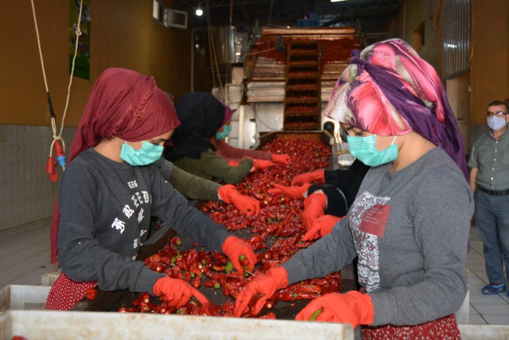 Türkiye’nin pul biber ihracatı 9 ayda yüzde 28 arttı
