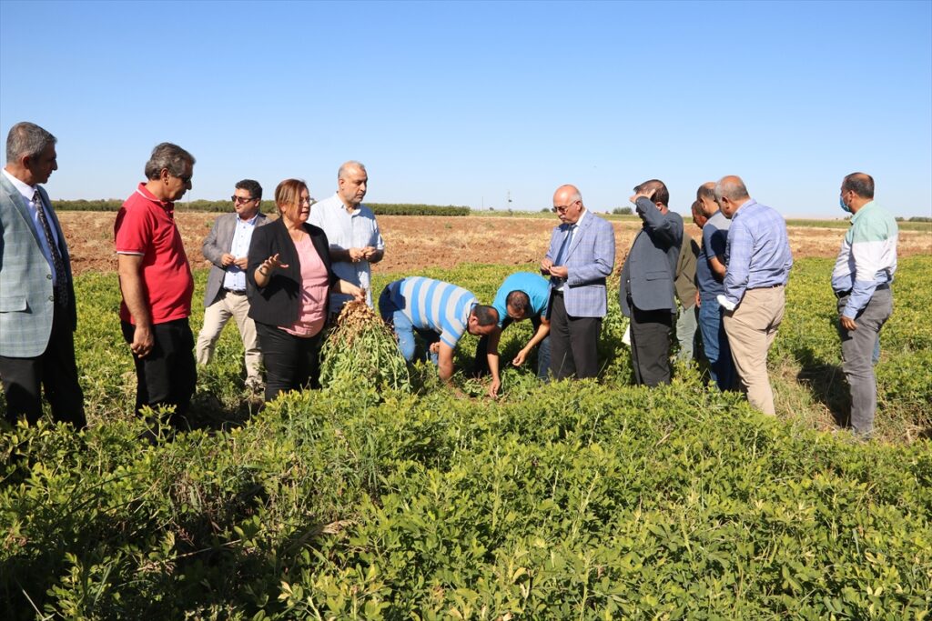 Tescilli yerli yer fıstığı “Ayşehanım” GAP çiftçisine alternatif ürün olacak