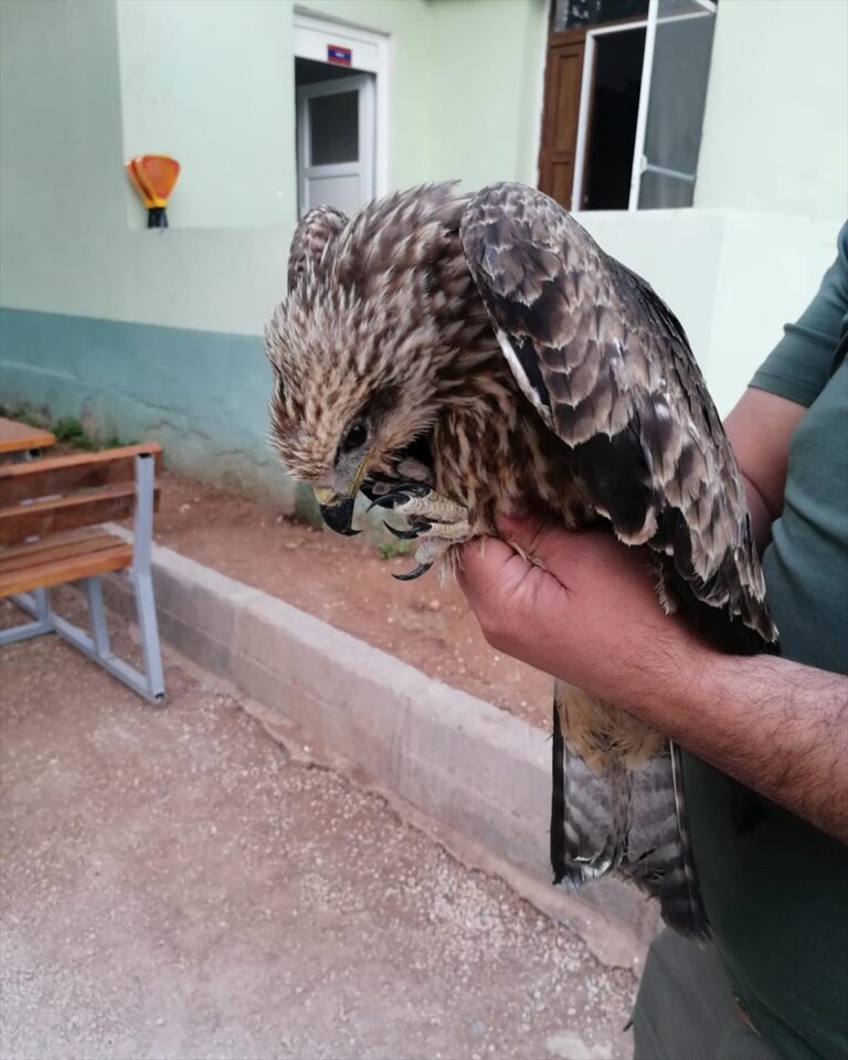 Şanlıurfa’da yaralı bulunan kara çaylak tedavi altına alındı