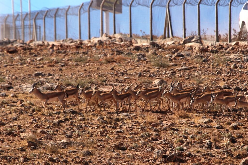 Şanlıurfa’da doğaya 30 ceylan bırakıldı