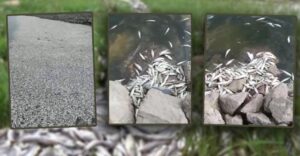 Şanlıurfa’da Barajda korkutan balık ölümleri!