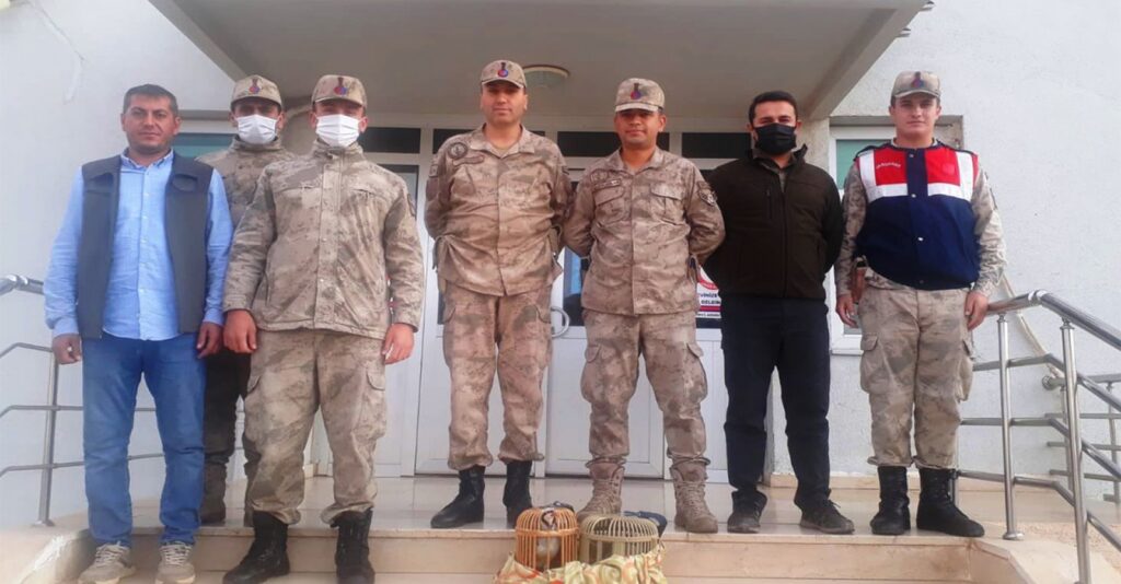 Halfeti’de iki kınalı keklik yakalandı