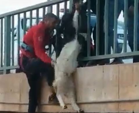 Harran’da keçi kurtarma operasyonu