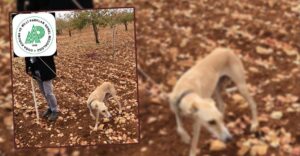 Şanlıurfa’da Kaçak avcılıktan 1 kişi yakalandı