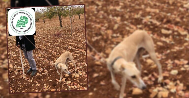Şanlıurfa’da Kaçak avcılıktan 1 kişi yakalandı