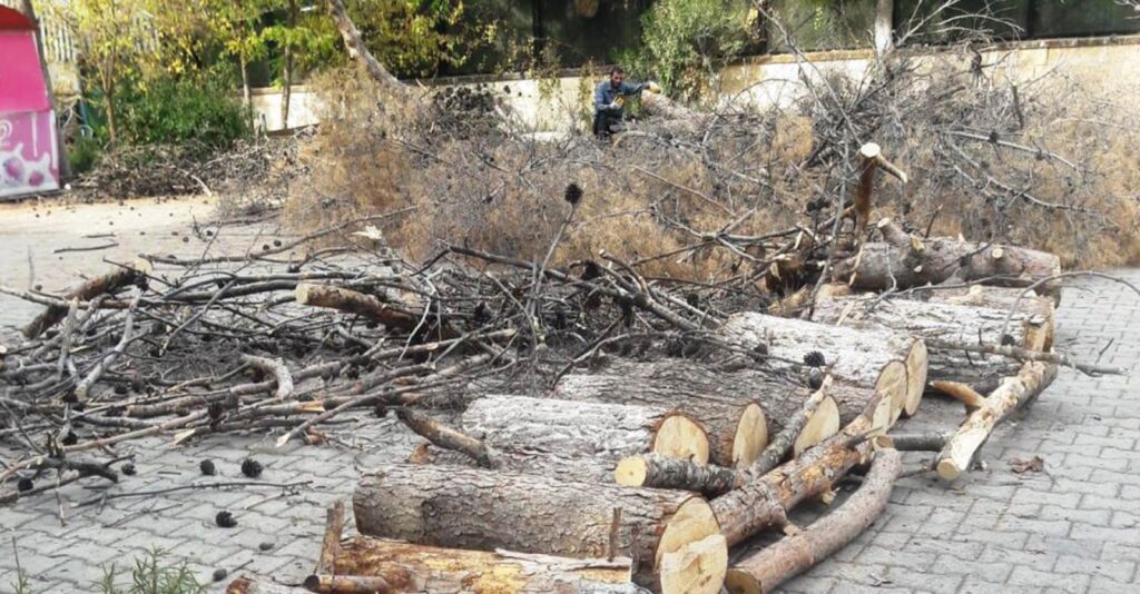 Şanlıurfa Orman Bölge Müdürlüğü: “3 ağaç kurumuştu”