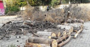 Şanlıurfa Orman Bölge Müdürlüğü: “3 ağaç kurumuştu”