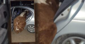 Şanlıurfa’da Otomobille inek çalanlar jandarmaya Yakalandılar