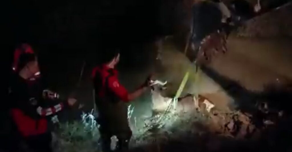 Eyyübiye’de Tahliye kanalına düşen ineği itfaiye kurtardı