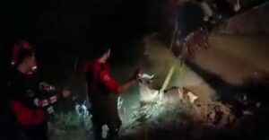 Eyyübiye’de Tahliye kanalına düşen ineği itfaiye kurtardı