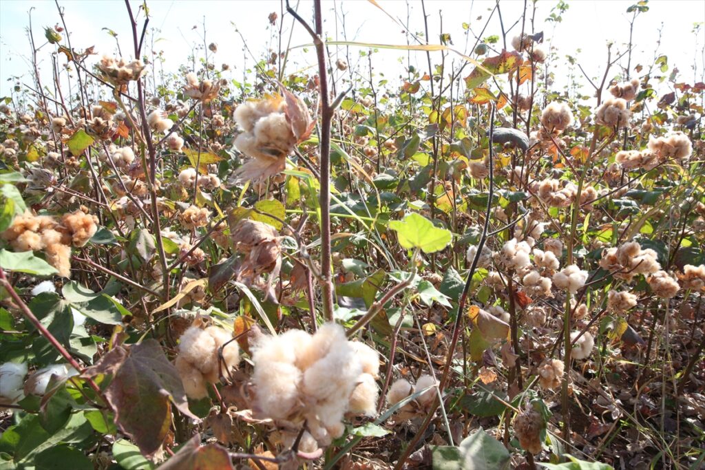 Şanlıurfa’da üretilen renkli pamuk, maliyeti azaltıp katma değeri artıracak