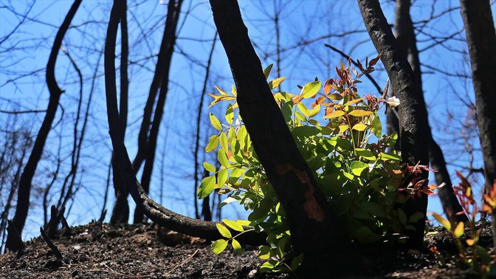 Yanan orman alanlarının ağaçlandırılmasına 11 Kasım’da başlanacak