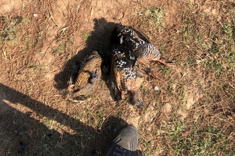 Şanlıurfa’da kaçak avlanan 3 kişi yakalandı