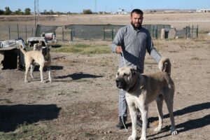 Çobanların vazgeçilmezi “Guregh” cinsi köpekler Şanlıurfa’da yetiştiriliyor