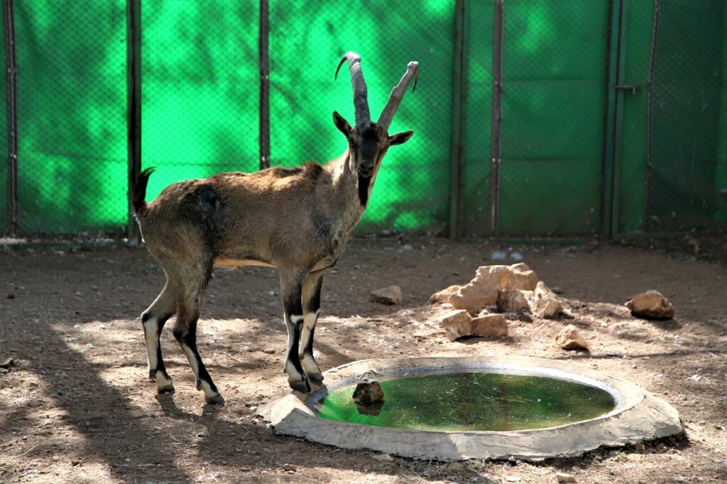 Kaçak avcıların vurduğu yaban keçisi Şanlıurfa’da özel bakımla yaşama tutundu