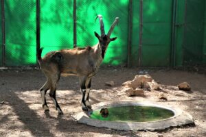 Kaçak avcıların vurduğu yaban keçisi Şanlıurfa’da özel bakımla yaşama tutundu