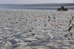 Şanlıurfa’da baraj göletinde toplu balık ölümleri üzerine inceleme başlatıldı