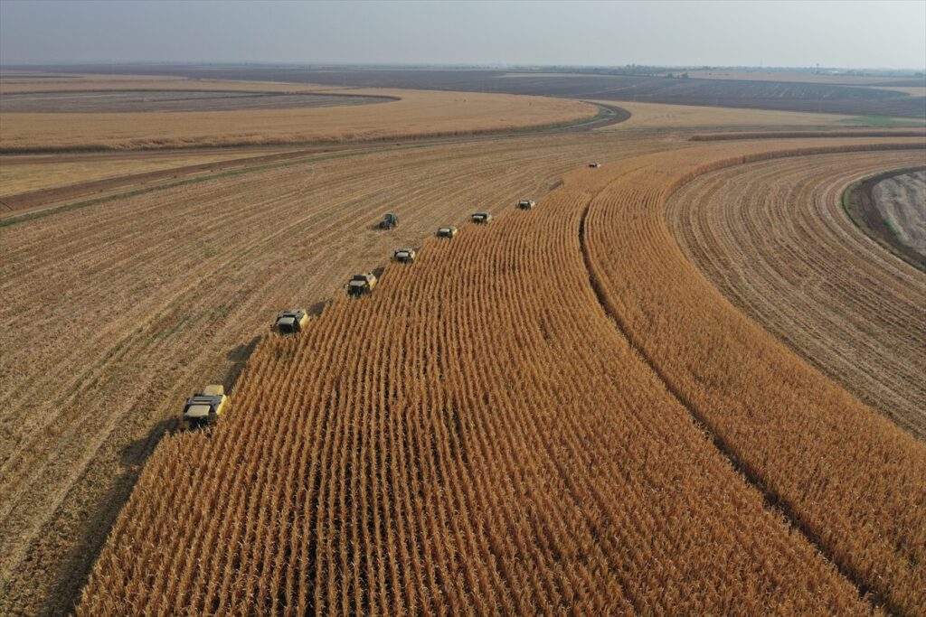 Türkiye’nin en büyük tarım işletmesinde mısır rekoltesi beklentisi 120 bin ton