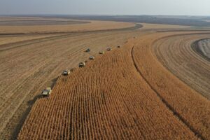 Türkiye’nin en büyük tarım işletmesinde mısır rekoltesi beklentisi 120 bin ton