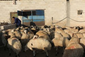 Şanlıurfa’da Çiftçiler susuzluktan dolayı hayvancılığı bırakıyor