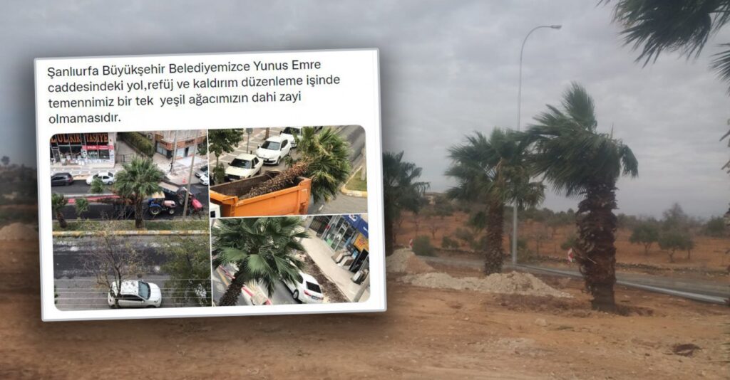 Şanlıurfa’da Belediyenin söktüğü ağaçlar ne oluyor?